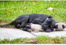 After somebody shared a photo of a homeIess dog sleeping with a stuffed animal, the image went viraI