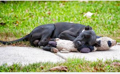 After somebody shared a photo of a homeIess dog sleeping with a stuffed animal, the image went viraI