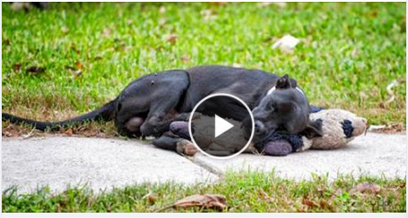 After somebody shared a photo of a homeIess dog sleeping with a stuffed animal, the image went viraI