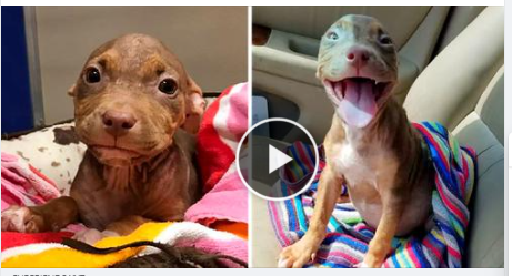 As she exits the shelter, the happiest puppy can’t stop wagging its tail