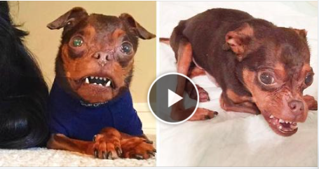 Deformed Dog Gets Ignored Because Adopters Think He’s Hideous