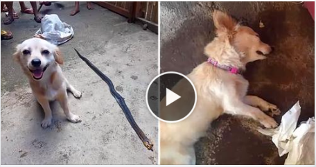 Dog Risks His Life Biting Poisonous Snake to save His Owner and Smiles Innocently Before ‘Leaving Life’