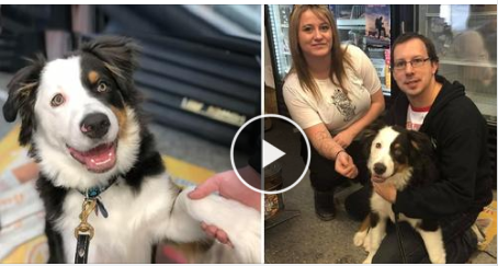 Dog alerts store owners that he doesn’t belong to couple he came in with and has been dognapped