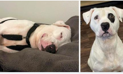 Longest shelter resident falls asleep smiling when he finally finds a family