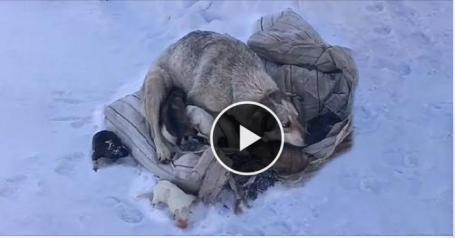 Mama Dog is Crying, Begging to Be Saved After Giving Birth to 10 Puppies in The Cold Snow