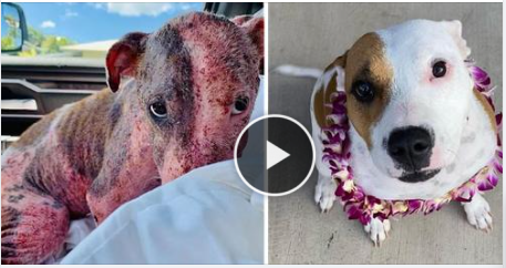 Puppy Buried Alive on a Beach is Now Thriving with Foster Fail Family