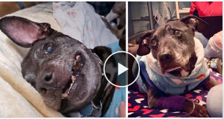 R.I.P. Frodo, The Last Surviving Dog Rescued From Michael Vick’s Dogfighting Ring