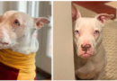 Rehomed Deaf Dog Is Certain She’s Going Back To The Shelter Once Again