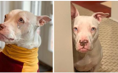 Rehomed Deaf Dog Is Certain She’s Going Back To The Shelter Once Again