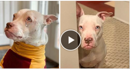 Rehomed Deaf Dog Is Certain She’s Going Back To The Shelter Once Again