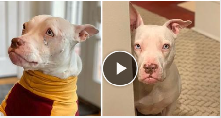 Rehomed Deaf Dog Is Certain She’s Going Back To The Shelter Once Again