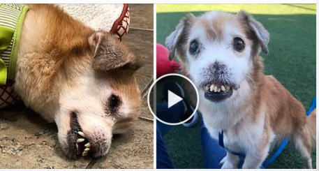 The Sick Dog With No Nose, Broken Teeth Is Probably The Most Miserable Dog In The World