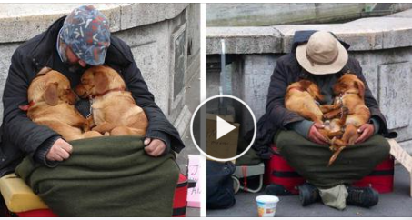 These Dogs Don’t Leave the Homeless guy, they stay by his side until her last Breath