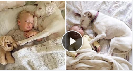 This dog was abused by its owner, but luckily it was taken in by a new family, and now a kid gives him comfort