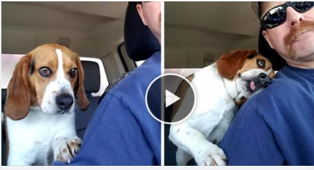 Touching Moment: Man saves beagle from euthanasia at shelter, thanks him with a hug