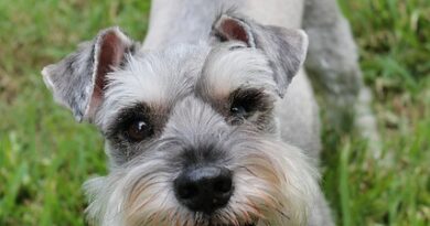 Best Food for Miniature Schnauzer