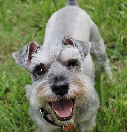 Best Food for Miniature Schnauzer